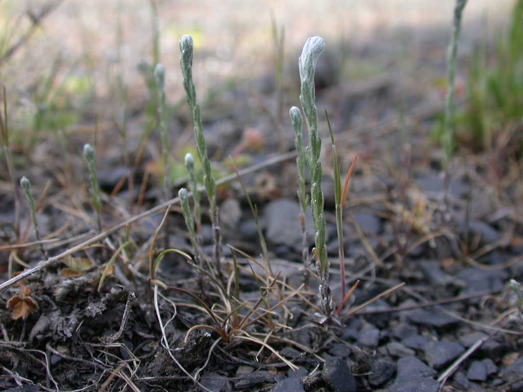 Arriva con il caldo...   QUIZ